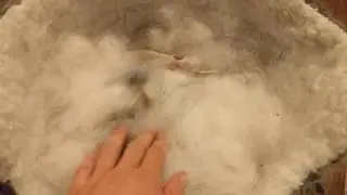 Baby Bunnies make the cutest sound!