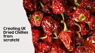 Creating UK Dried Chillies from Scratch!