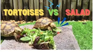 Chomping Champions: Sulcata Tortoises vs. Salad!