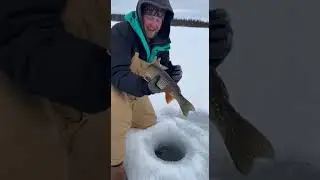 INSANE Splake HYBRID Trout on Tip Up - Ice Fishing #fishing #shortvideo #fish #fishingvideo