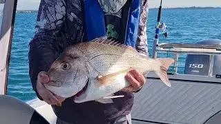 Big Snapper at West Peel Reef