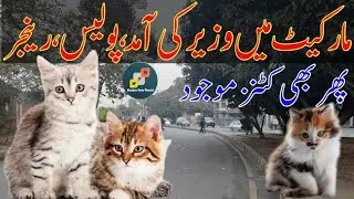 Sunday Pet's Market Lahore l Tollinton Market Kittens Price Update l haider pets world 