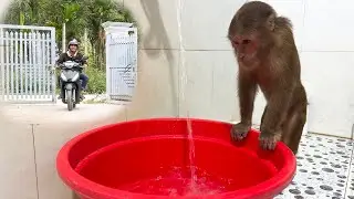 Too Funny to Hide! CUTIS&rsquo; Adorable Reaction When Dad Catches Secret Bath 😂
