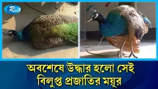 ভুট্টাক্ষেতের জালে আটকা বিরল প্রজাতির ভারতীয় ময়ূর! | Peacock Rescue | Kurigram | Rtv