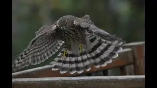 Sharp-shinned Hawk in yard Oct 17, 2021