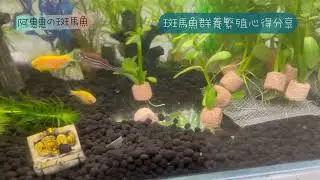 斑馬魚群養繁殖分享