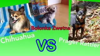 Bolonka Zwetna Rassevergleich mit Prager Rattler und Chihuahua - SUPER FREUNDE  👍🐶
