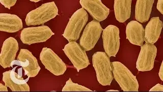 The Spore Machine | ScienceTake | The New York Times