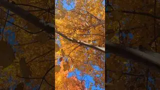 Fall in Full Effect - Falling Leaves and Fall Trees #nature #fall #autumn #nature