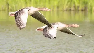 The Graceful Goose: Nature&rsquo;s Loyal Traveler #yt #cuteanimals #viralvideo