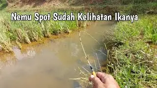 Fishing for Wader Fish Floating in a Small Rice Field