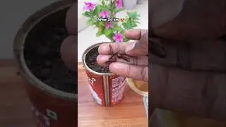 Growing Clove (Laung) From Seeds 🌱| Easy Kitchen Gardening Hack #shorts #garden #youtube #trending