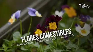 🌸🍽️ Flores comestibles: cuando la naturaleza llega al plato - TvAgro por Juan Gonzalo Angel