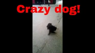 Crazy dog chasing his own tail!