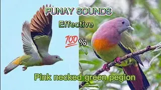PUNAY SOUNDS effective 100%//PINK NECKED GREEN PEGION@pawikshunter2801