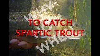 Why, How, When and Where to catch Spartic Trout. (A cross between an Artic Char and Brook Trout)