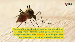 Mosquito Exterminator - Oklahoma Pest Control