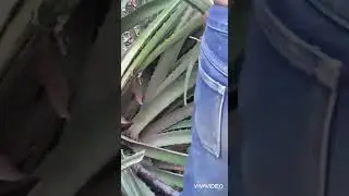 &iquest;Pi&ntilde;icos o motates como los conocen?