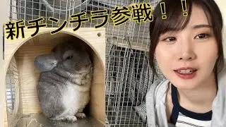 新たなチンチラ参戦！！