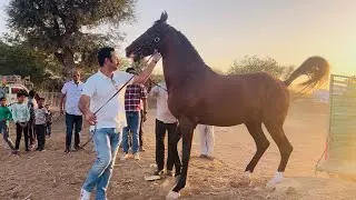 राजस्थान का एक और कोहिनूर हीरा एकलव्य प्रभात का शानदार घोड़ा
