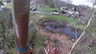 Nexus Tree Solutions - Tree Removal
