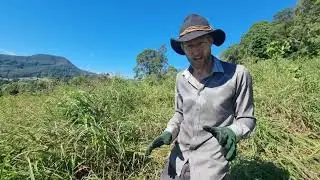 Trampling Beats Brushcutting (in this scenario)