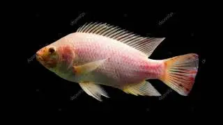 🔴 මොසැම්බික් අබිජනනය⁣ ගෙදරදීම💥💥🏘️🐟