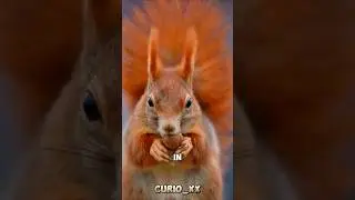 Amazing Facts about SQUIRREL 🐿️🧐 | @CURI0_xx #facts #knowledge #squirrel #shorts #animals