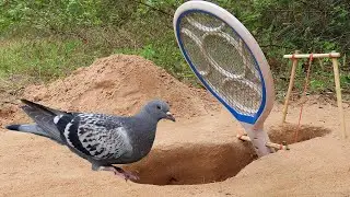 Easy Underground Quick Pigeon Trap - DIY Bird Trap