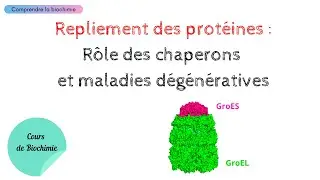 REPLIEMENT DES PROT&Eacute;INES : R&ocirc;le des chaperons et maladies d&eacute;g&eacute;n&eacute;ratives | Biochimie Facile