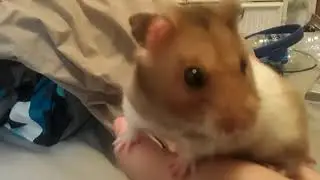 Cute hamster listening to surroundings