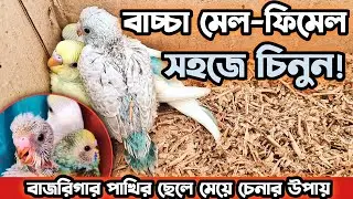 বাচ্চা বাজরিগার ছেলে না মেয়ে? সহজে চিনবেন এইভাবে!