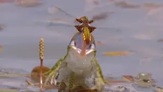 Frog vs flying dragonfly / Rana vs lib&eacute;lula voladora / Frosch gegen fliegende Libelle