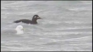 Velvet Scoter - Seal Sands - 06/02/2014 - HD