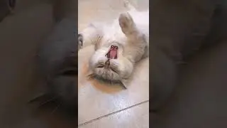 #CAT&rsquo;s confusing behavior # drama want to fall in love #CAT&rsquo;s confusing behavior