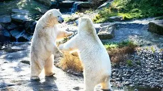 What is the polar bear thinking? || Polor Bliss 
