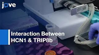 Identifying Small Molecule Inhibitors Of Protein-Protein Interaction-Preview