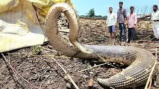 Common send boa snake rescue