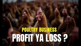 Poultry Business Pakistan | Profit Ya Loss ? | Saad Poultry Expert