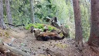 VIDEO z FOTOPASCE - Jar a mláďatká