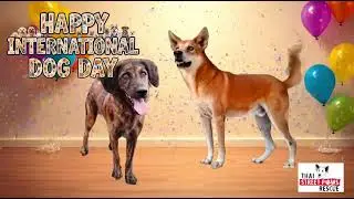 🐾💖 Happy International Dog Day! 💖🐾