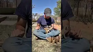 I&rsquo;m training my army of baby meerkats! #meerkats #foryou