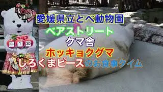 とべ動物園 ベアストリート クマ舎 しろくまピース 20260130