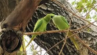 February:- The Breeding Season of Indian Ringneck Parrots 🦜