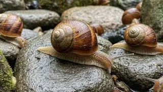 The Nocturnal Quest: Watch a Snail Hunt for Food to Survive the Night 🌙