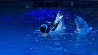 【Maxell Aqua Park Shinagawa】マクセルアクアパーク品川 ナイトver. イルカショー アトラクション 