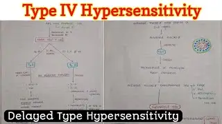 Type 4 Hypersensitivity