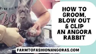 How I Groom my Angora Rabbits. The Blow out and Clipping demo that keeps my fiber beautiful 