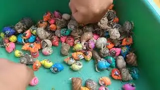 Catch pufferfish and eels, clams, ornamental fish, snails, lobsters, crabs, and starfish