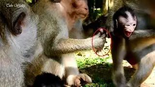 Sad! Newborn CARLINO cries loudly & deep hurt cos monkey CASI pulling him from mom CANDY seriously.